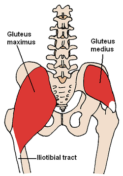 Gluteus Maximus, Gluteus Medius
